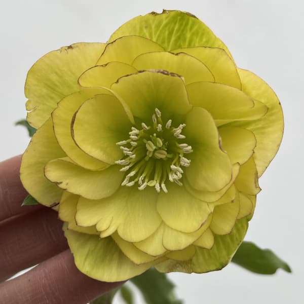 細川さんのクリスマスローズ：ダブル26-63／4号ポット【現品販売】