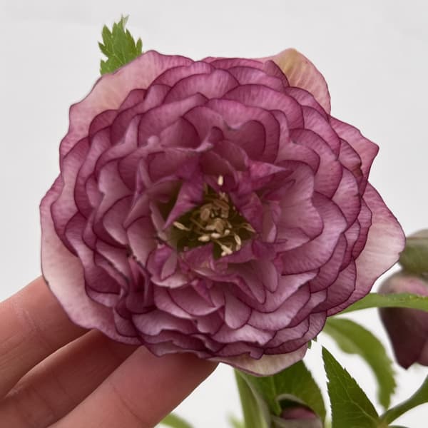 細川さんのクリスマスローズ：ダブル26-01／4号ポット【現品販売】