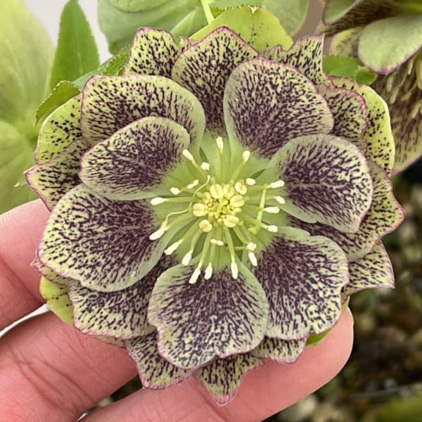 高正園さんのクリスマスローズ：26-02ダブル／4.5号ポット【現品販売】