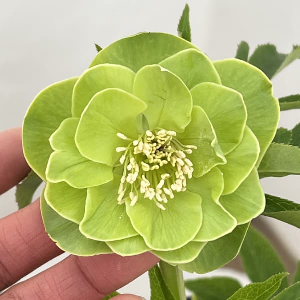 高正園さんのクリスマスローズ：26-05ダブル／4.5号ポット【現品販売】