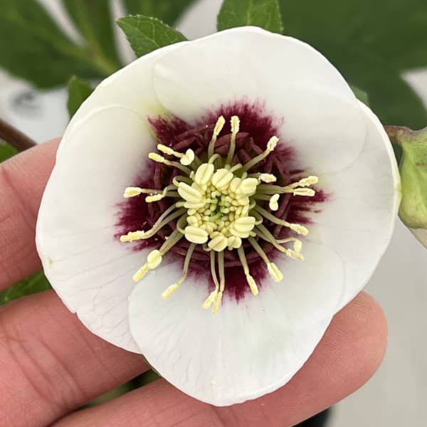 高正園さんのクリスマスローズ：26-09シングル／4.5号ポット【現品販売】