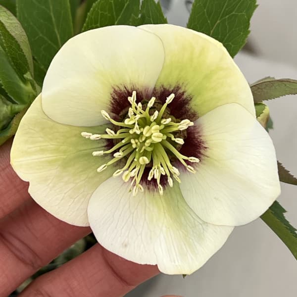 高正園さんのクリスマスローズ：26-12シングル／4.5号ポット【現品販売】