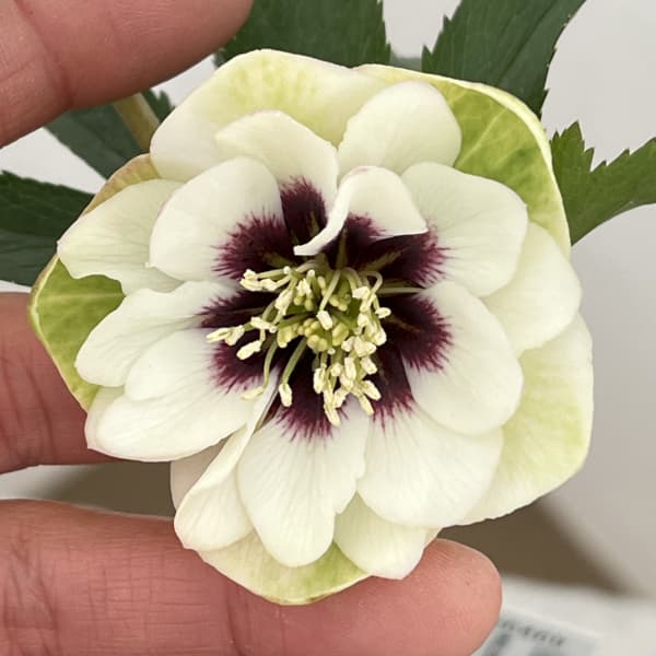 高正園さんのクリスマスローズ：26-13ダブル／4.5号ポット【現品販売】