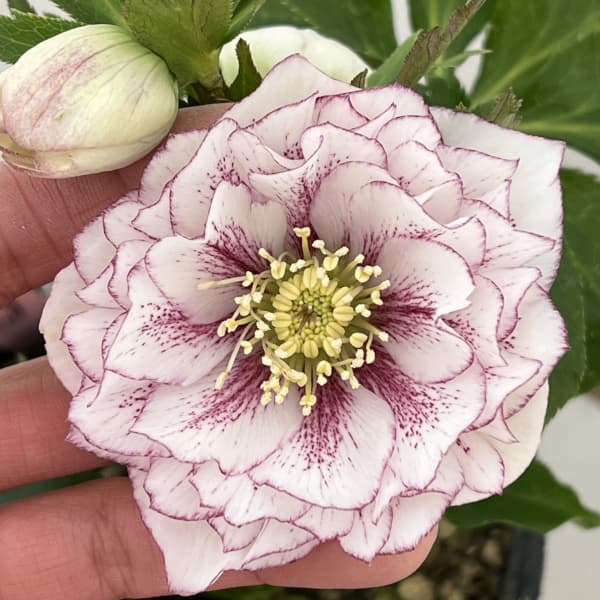 高正園さんのクリスマスローズ：26-14ダブル／4.5号ポット【現品販売】