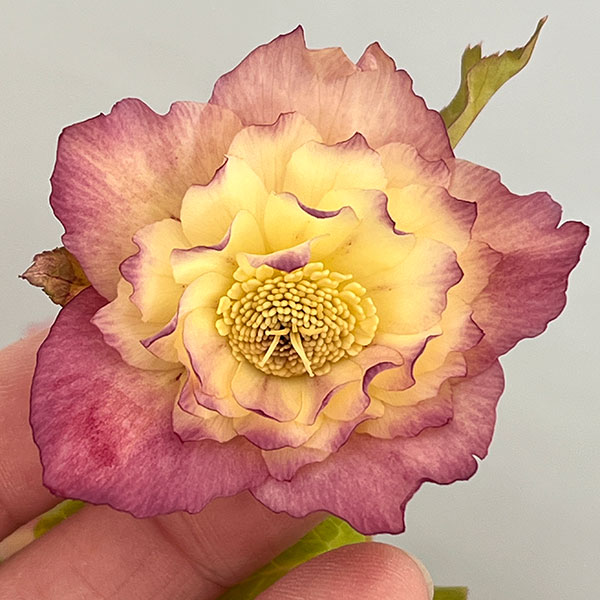 ●高正園さんのクリスマスローズ：26-15ダブル／4.5号ポット【現品販売】