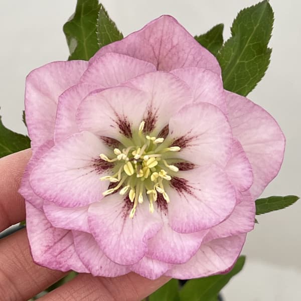 高正園さんのクリスマスローズ：26-20ダブル／4.5号ポット【現品販売】