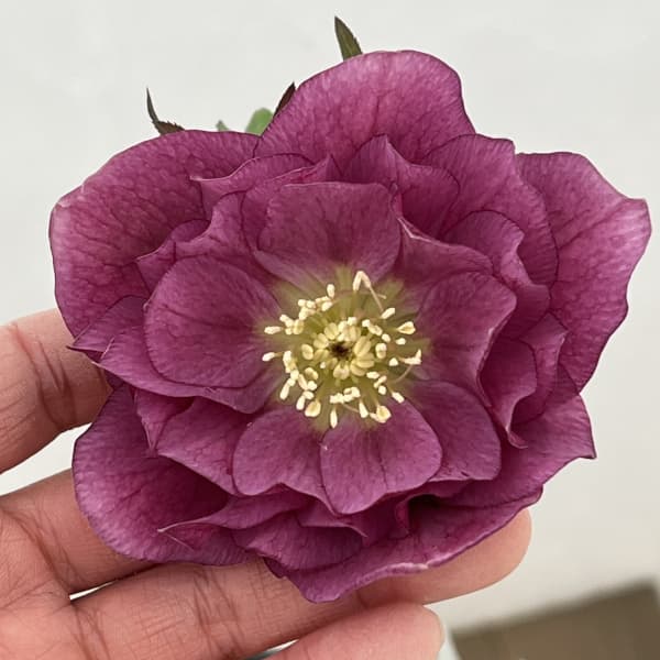 高正園さんのクリスマスローズ：26-22ダブル／4.5号ポット【現品販売】