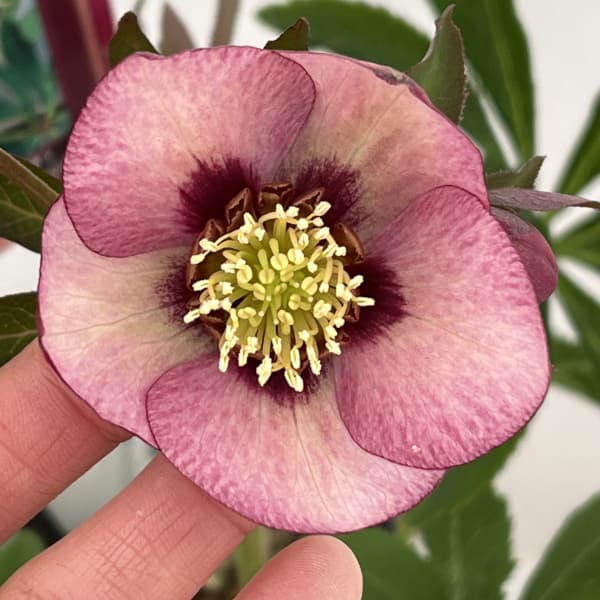 高正園さんのクリスマスローズ：26-23シングル　ショコラ／4.5号ポット【現品販売】