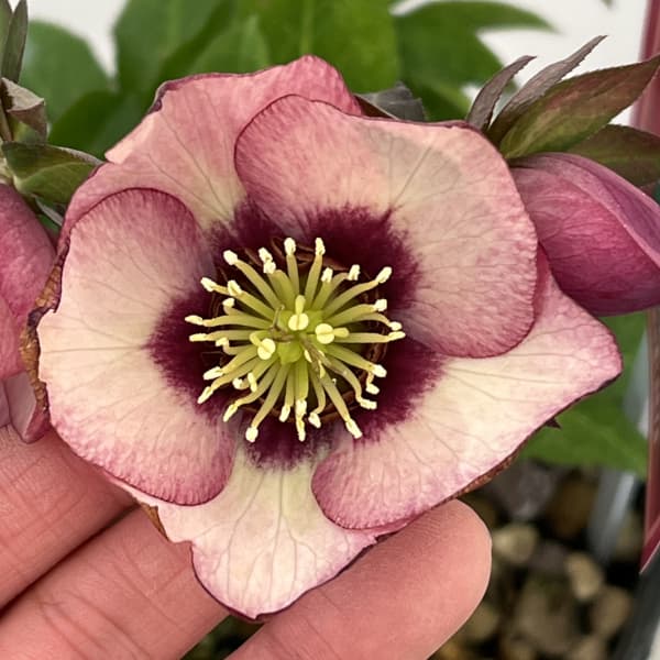 高正園さんのクリスマスローズ：26-24シングル　ショコラ／4.5号ポット【現品販売】