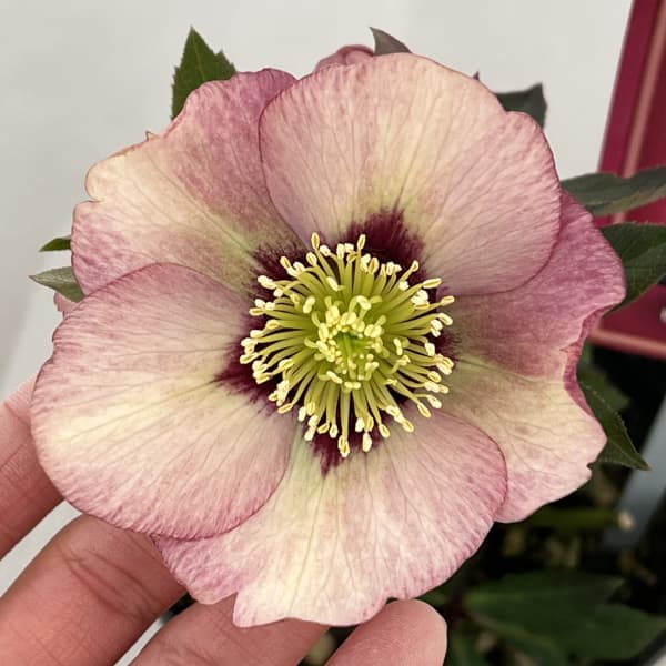 高正園さんのクリスマスローズ：26-27シングル　ショコラ／4.5号ポット【現品販売】