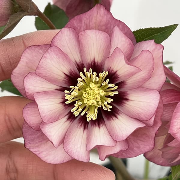 高正園さんのクリスマスローズ：26-28ダブル　ショコラ／4.5号ポット【現品販売】