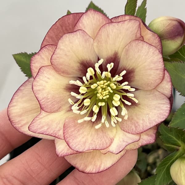 高正園さんのクリスマスローズ：26-29ダブル／4.5号ポット【現品販売】