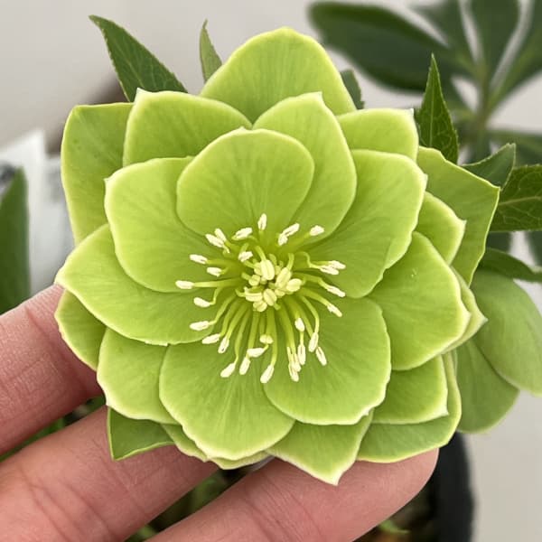 高正園さんのクリスマスローズ：26-30ダブル／4.5号ポット【現品販売】