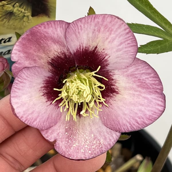 高正園さんのクリスマスローズ：26-35シングル／5号ポット【現品販売】