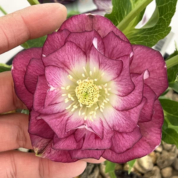 高正園さんのクリスマスローズ：26-38ダブル／5号ポット【現品販売】