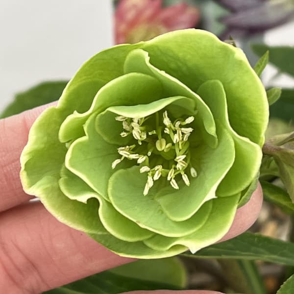 高正園さんのクリスマスローズ：26-39ダブル／5号ポット【現品販売】