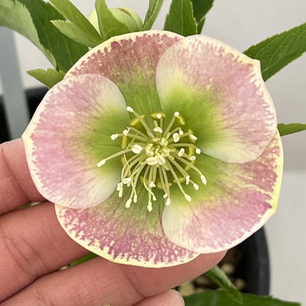 高正園さんのクリスマスローズ：26-41シングル／5号ポット【現品販売】