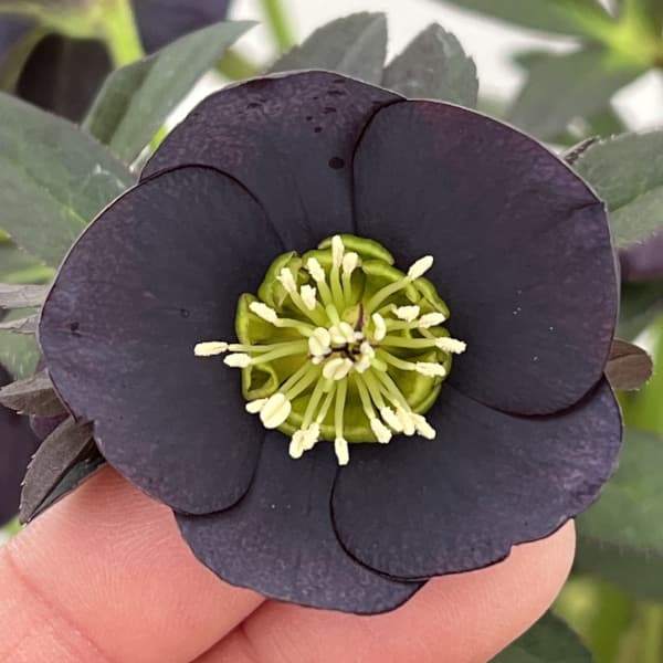 高正園さんのクリスマスローズ：26-42シングル／5号ポット【現品販売】