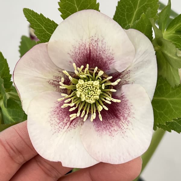 高正園さんのクリスマスローズ：26-46シングル／5号ポット【現品販売】