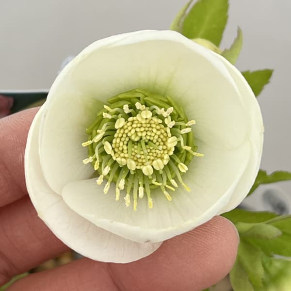 高正園さんのクリスマスローズ：26-49シングル／5号ポット【現品販売】