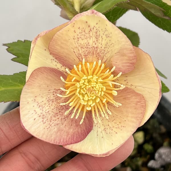 高正園さんのクリスマスローズ：26-52シングル／5号ポット【現品販売】