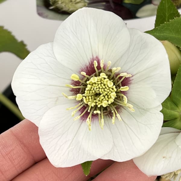 高正園さんのクリスマスローズ：26-53シングル／5号ポット【現品販売】