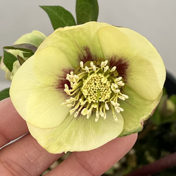 高正園さんのクリスマスローズ：26-63シングル／4.5号ポット【現品販売】