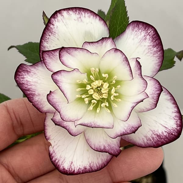 高正園さんのクリスマスローズ：26-65ダブル／4.5号ポット【現品販売】