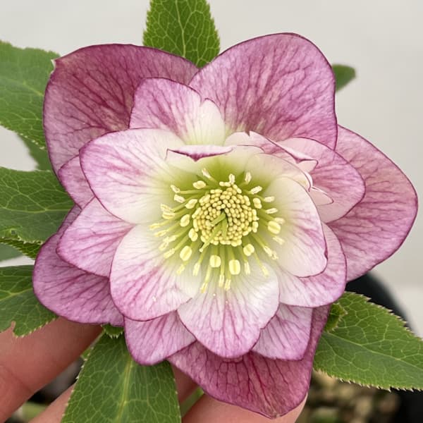 高正園さんのクリスマスローズ：26-66ダブル／4.5号ポット【現品販売】