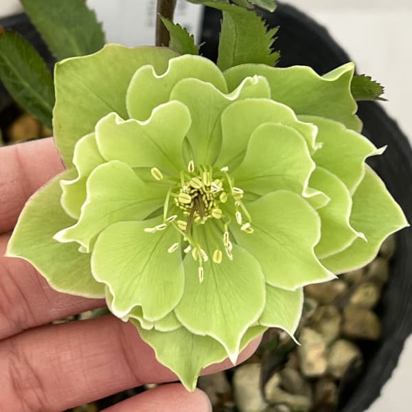 高正園さんのクリスマスローズ：26-69ダブル／4.5号ポット【現品販売】