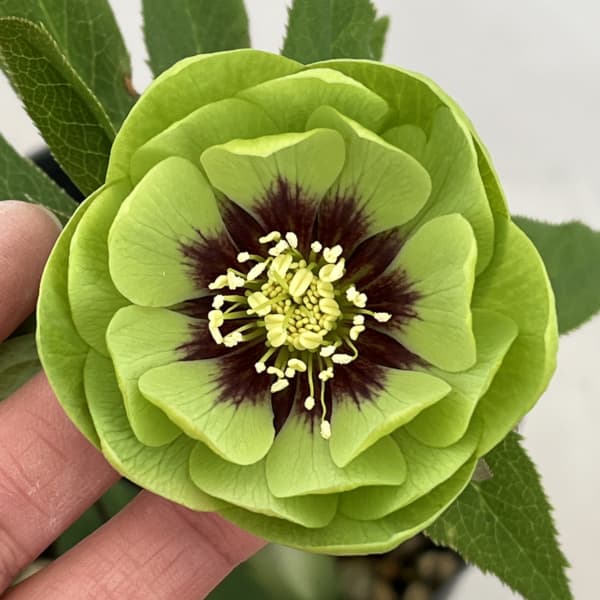 高正園さんのクリスマスローズ：26-70ダブル／4.5号ポット【現品販売】