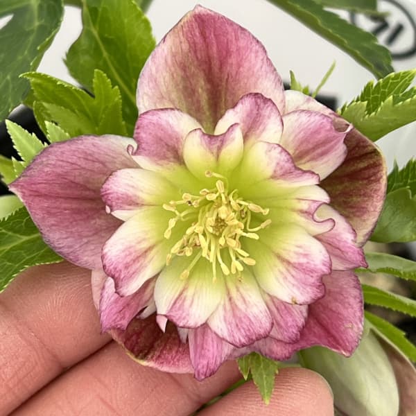 高正園さんのクリスマスローズ：26-71ダブル／4.5号ポット【現品販売】