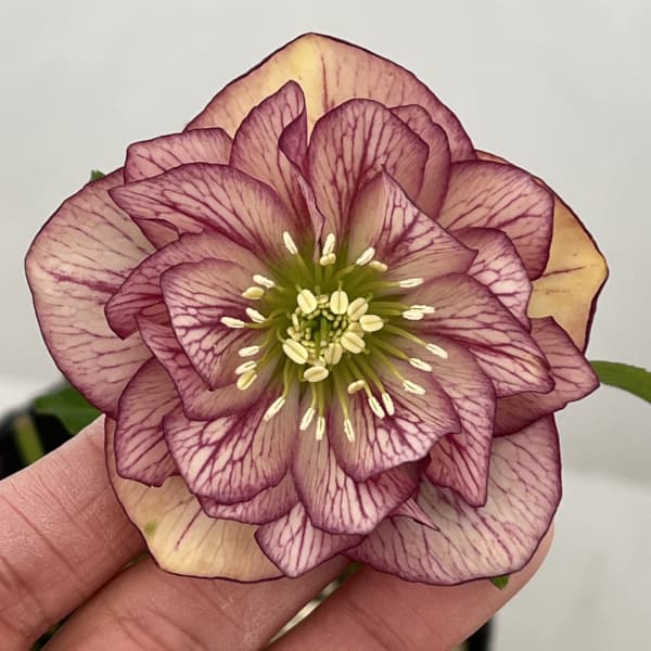 高正園さんのクリスマスローズ：26-72ダブル／4.5号ポット【現品販売】