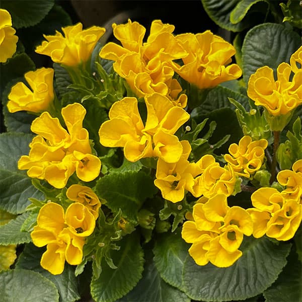 プリムラ ：ハートカクテル　イエロー系　2.5号ポット