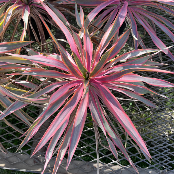 ユッカ：グロリオサ バリエゲイテッド ブライトスター4号ポット