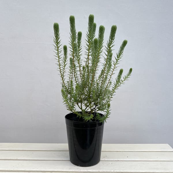 フィリカ プベッセンス：ハイドラ　6号鉢植え