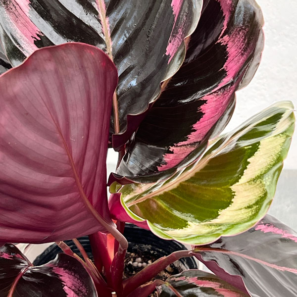 カラテア：プリンセスジェシー4号鉢入り