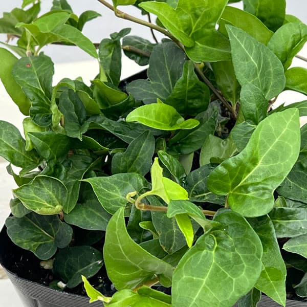 ヘデラ（アイビー）：サザナミ3号ポット