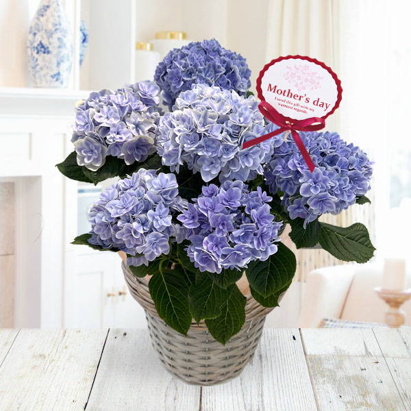 [送料無料][2026年 母の日ギフト][予約]アジサイ：月影（ゲツエイ）ブルー5.5号鉢植え*[あじさい 母の日プレゼント]