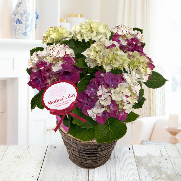 [送料無料][2026年 母の日ギフト][予約]アジサイ：寿（コトブキ）ブルー 5号鉢植え*[あじさい 母の日プレゼント]