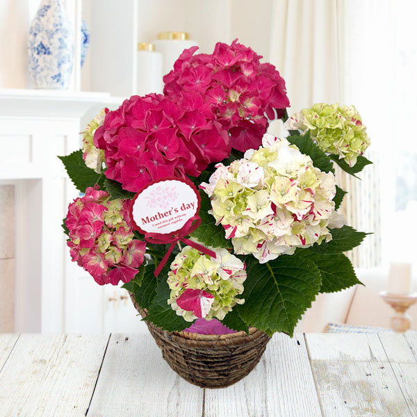 [送料無料][2026年 母の日ギフト][予約]アジサイ：寿（コトブキ）赤 5号鉢植え*[あじさい 母の日プレゼント]