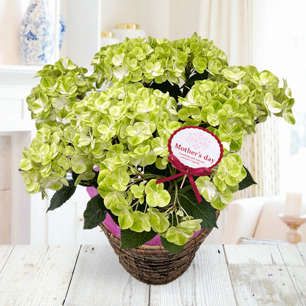 [送料無料][2026年 母の日ギフト][予約]アジサイ：グリーンラテ 5号鉢植え*[あじさい 母の日プレゼント]