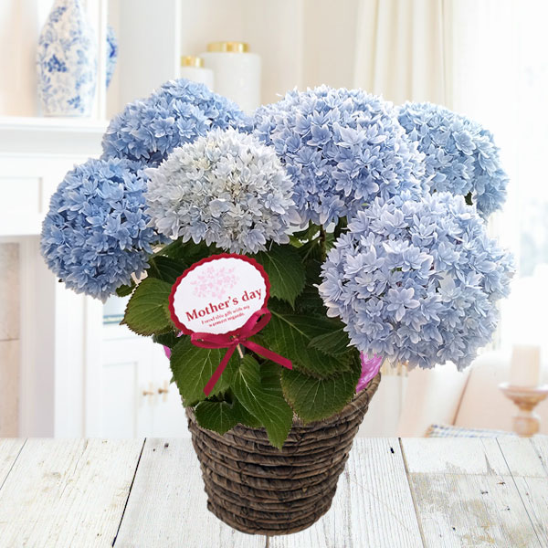 [送料無料][2026年 母の日ギフト][予約]アジサイ：響（ひびき）ブルー5号鉢植え*[あじさい 母の日プレゼント]