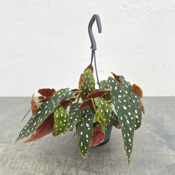 ベゴニア：ポルカドット3.5号吊り鉢