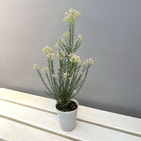 ライスフラワー・カラーサプライズ ホワイト2.5号ポット