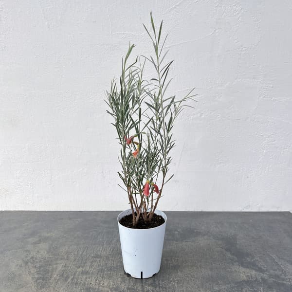 エレモフィラ　ダスキー3.5号ポット