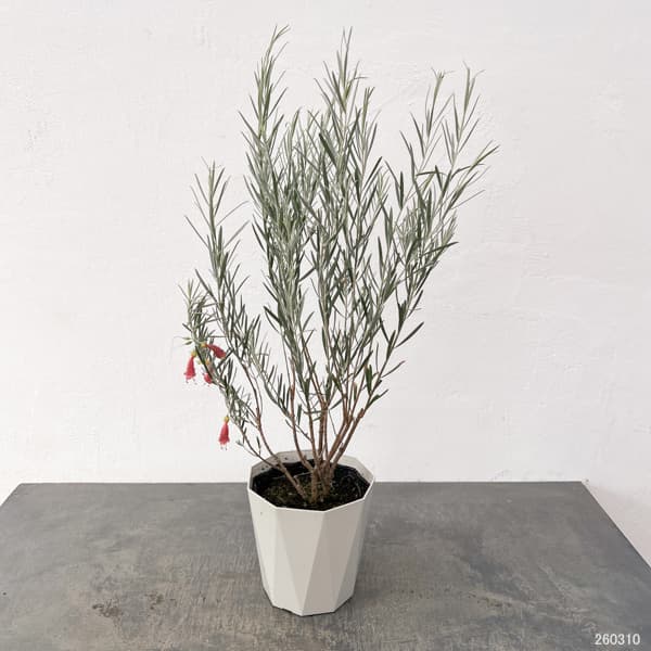 エレモフィラ　ダスキー5号鉢植え