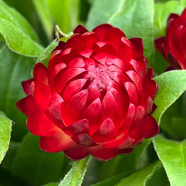 ヘリクリサム：モハベ　ダークレッド5号鉢