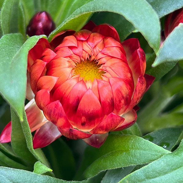 ヘリクリサム：モハベ　オレンジ系5号鉢