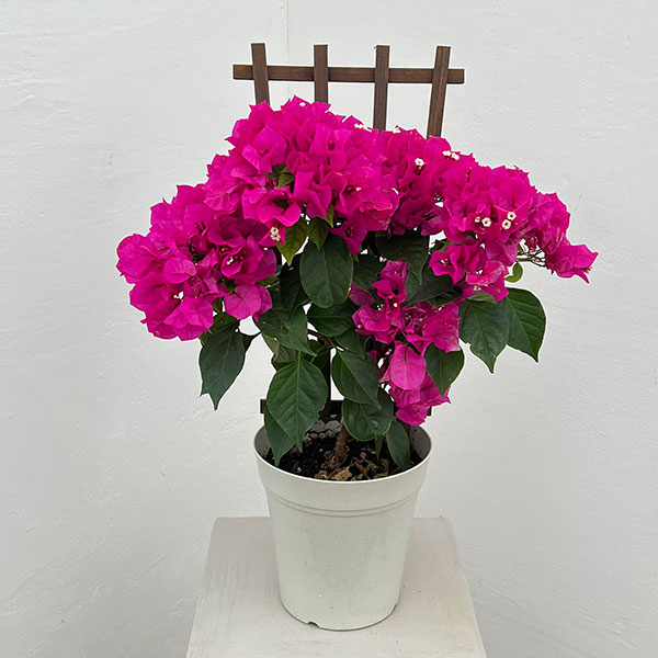 ブーゲンビレア：ベラ（濃桃色）トレリス仕立て 5号鉢植え